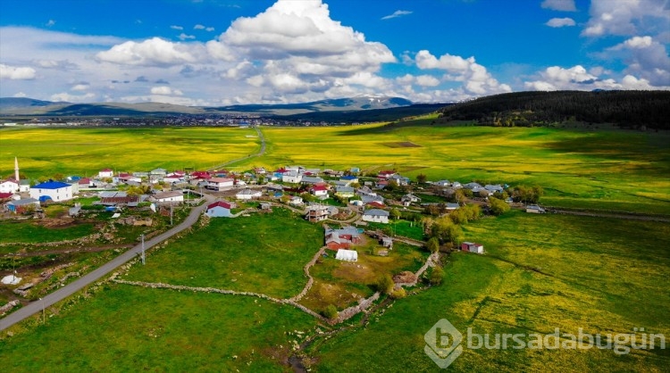 Ardahan'ın köyleri baharın renklerine büründü
