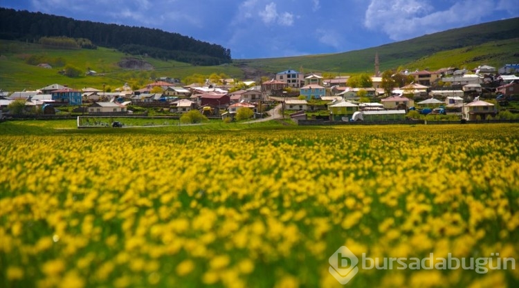 Ardahan'ın köyleri baharın renklerine büründü
