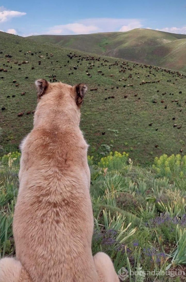 Kayboldu sanılan köpeğin vefası hayran bıraktı