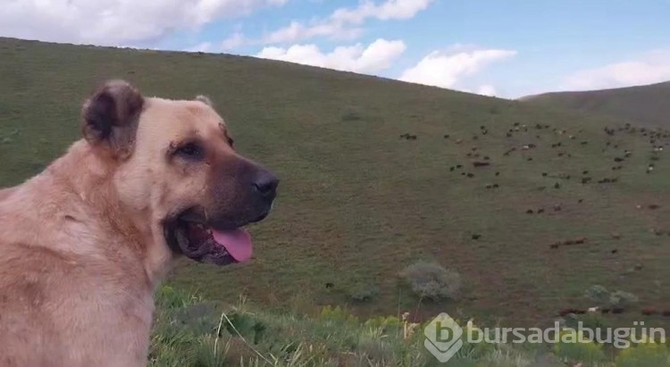 Kayboldu sanılan köpeğin vefası hayran bıraktı