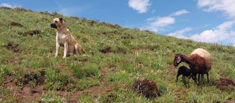 Kayboldu sanılan köpeğin vefası hayran bıraktı