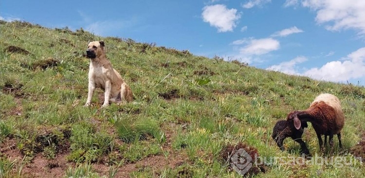 Kayboldu sanılan köpeğin vefası hayran bıraktı