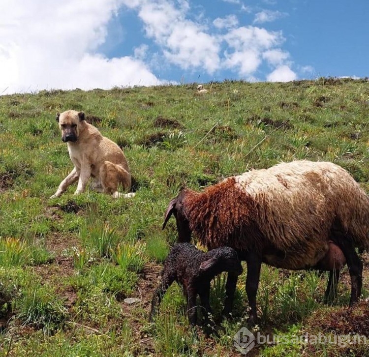 Kayboldu sanılan köpeğin vefası hayran bıraktı