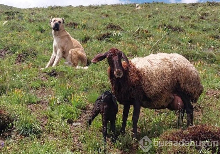 Kayboldu sanılan köpeğin vefası hayran bıraktı