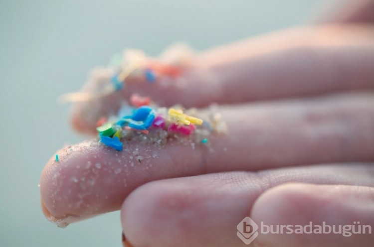 İnsanların ve köpeklerin testislerinde mikroplastik tespit edildi