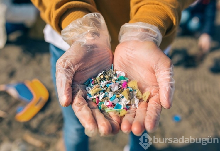 İnsanların ve köpeklerin testislerinde mikroplastik tespit edildi