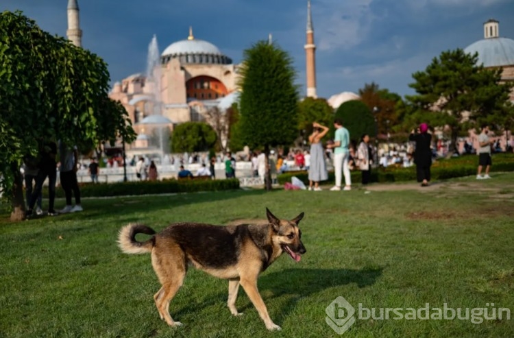 Hayvanları Koruma Kanunu düzenlemesi tepkilerin odağında