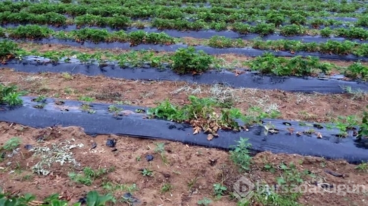 Geliri kız öğrencilere bağışlanacaktı: 13 dönümlük tarlayı talan ettiler