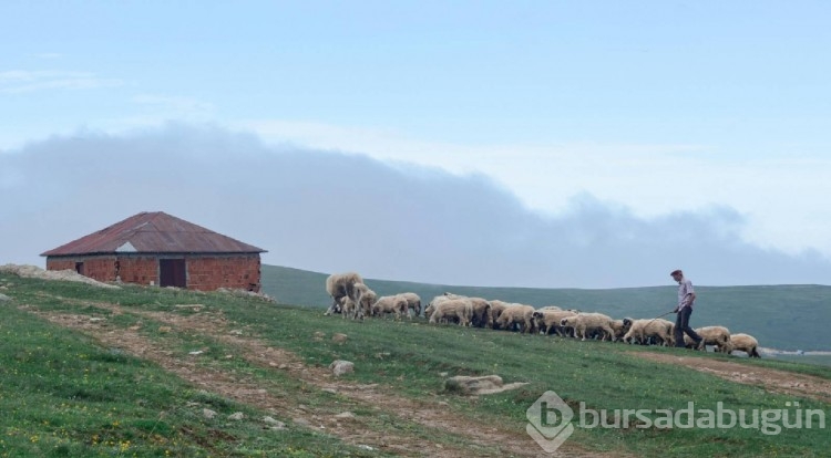 Diyarbakır'da çoban maaşları 80 bin liraya ulaştı
