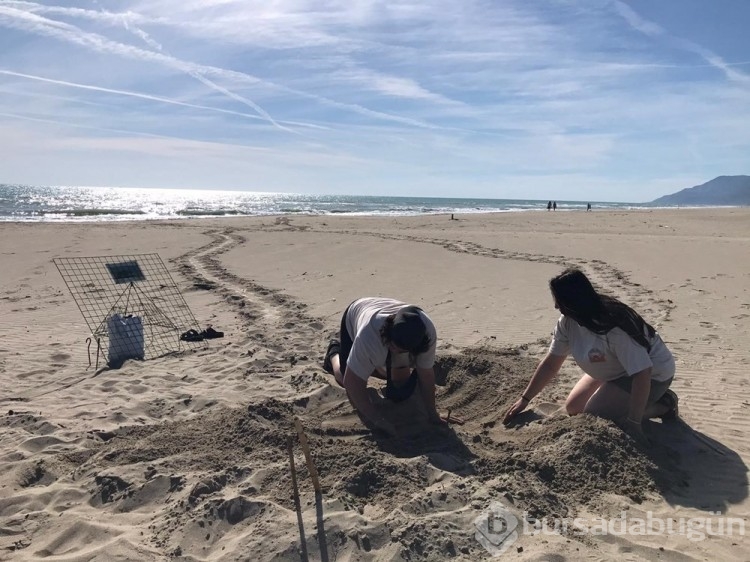 Patara'da caretta caretta yuva sayısında rekor artış
