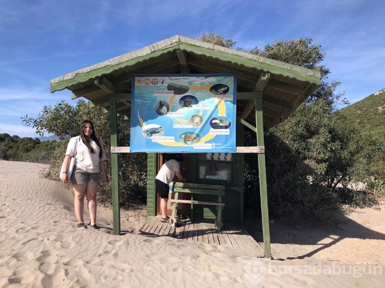 Patara'da caretta caretta yuva sayısında rekor artış
