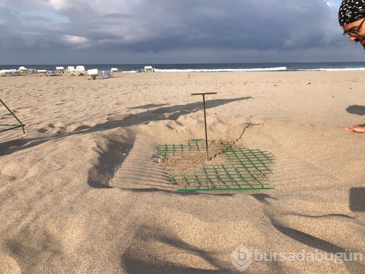 Patara'da caretta caretta yuva sayısında rekor artış
