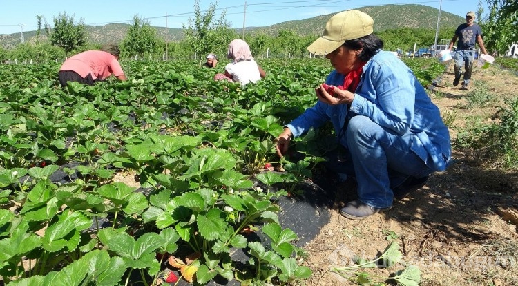 Devlet desteği ile başladı, şimdi siparişlere yetişemiyor