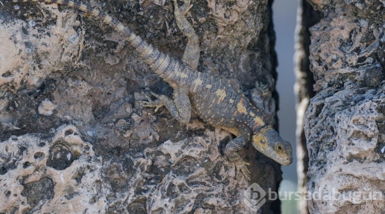 Laodikya Antik Kenti'nin Dikenli kelerleri
