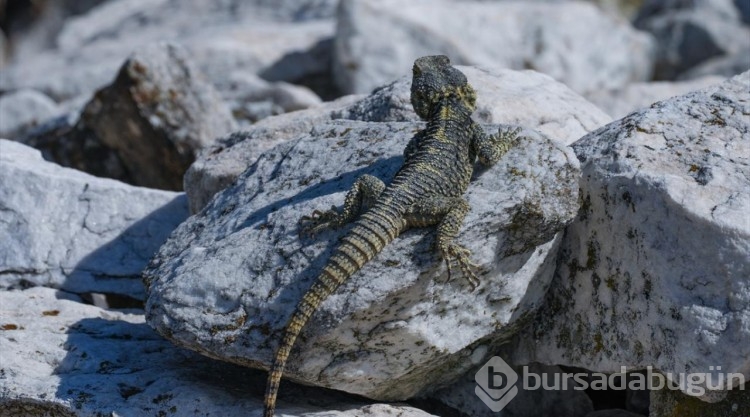 Laodikya Antik Kenti'nin Dikenli kelerleri
