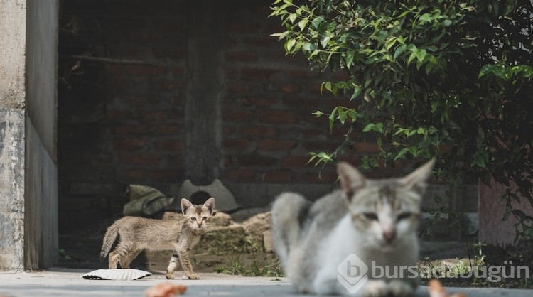 Avrupa sokak hayvanlarıyla ilgili ne yapıyor?