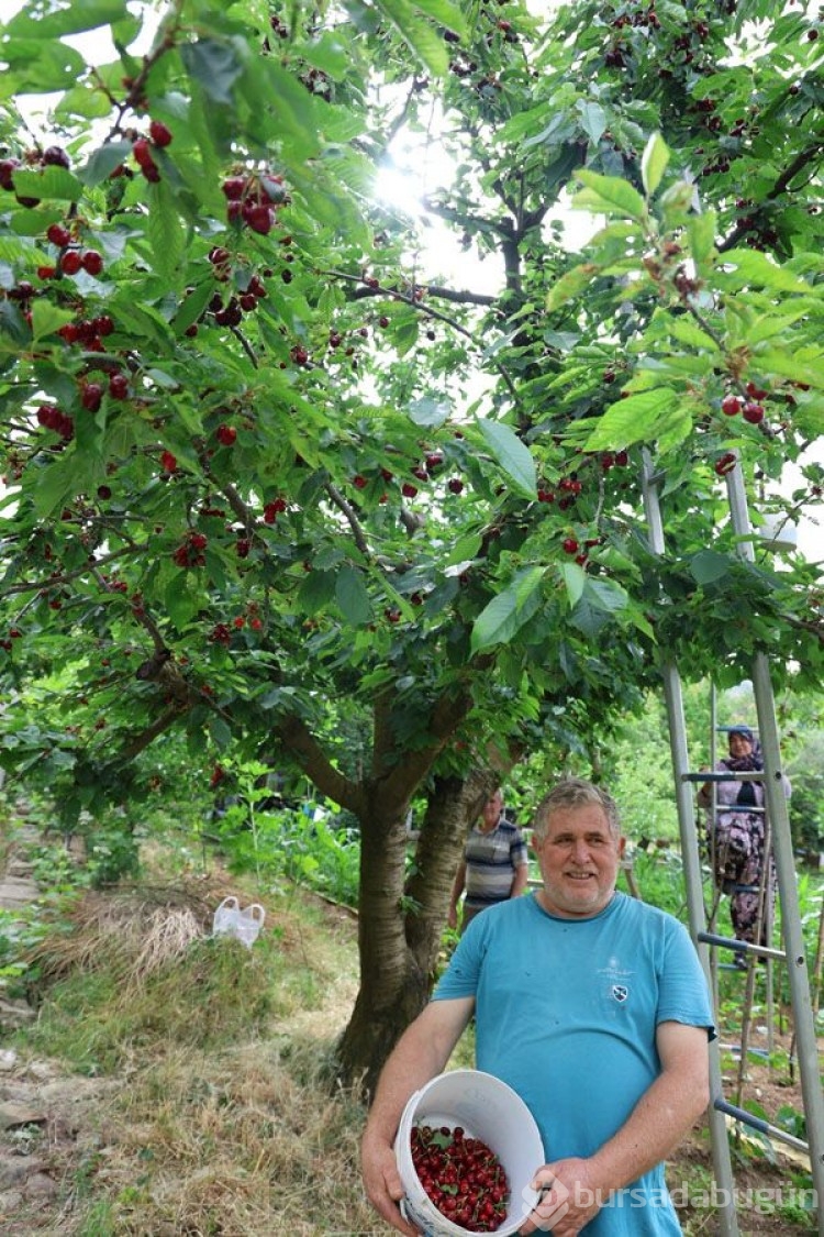 Aydın'da kiraz işçisinin günlük yevmiyesi belli oldu
