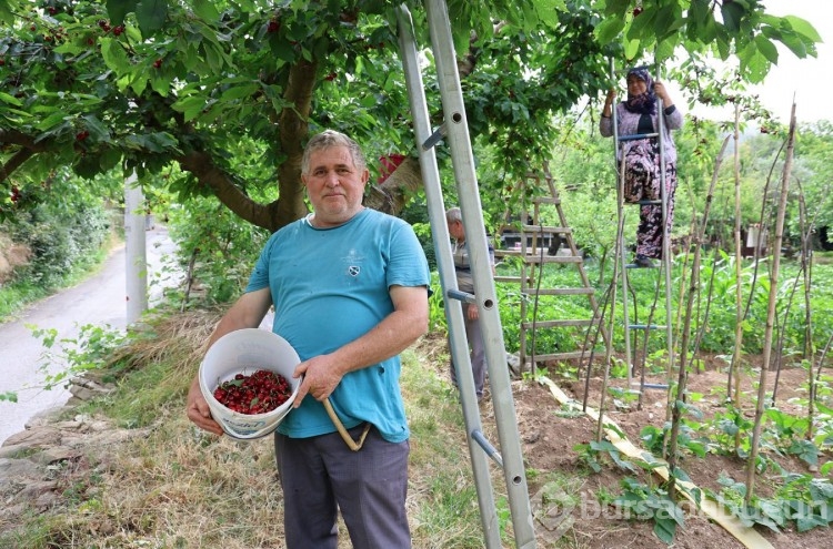 Aydın'da kiraz işçisinin günlük yevmiyesi belli oldu
