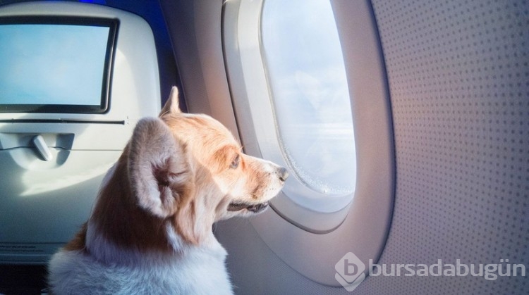 Türkiye sokak köpeklerini uyutmayı tartışırken "Bark Air" açıldı