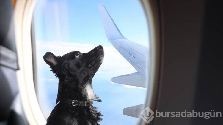 Türkiye sokak köpeklerini uyutmayı tartışırken "Bark Air" açıldı