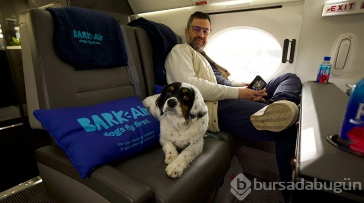 Türkiye sokak köpeklerini uyutmayı tartışırken "Bark Air" açıldı