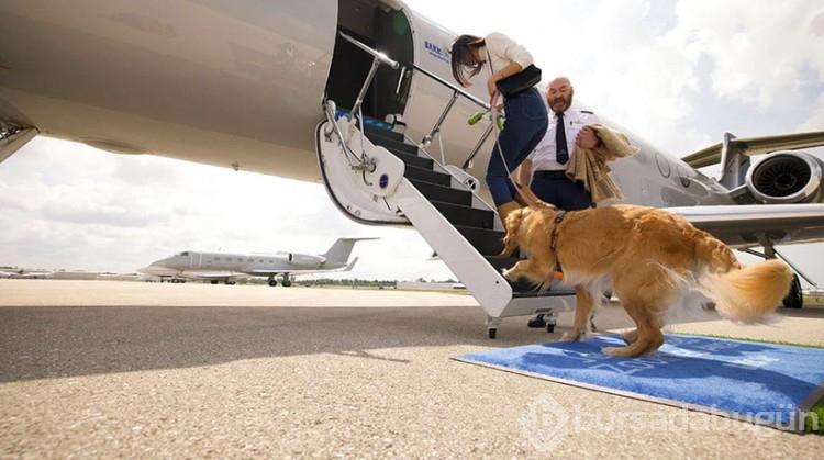 Türkiye sokak köpeklerini uyutmayı tartışırken "Bark Air" açıldı