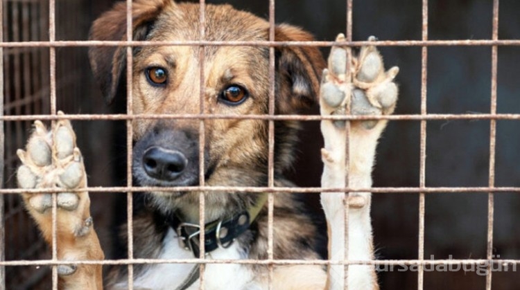 Türkiye sokak köpeklerini uyutmayı tartışırken "Bark Air" açıldı