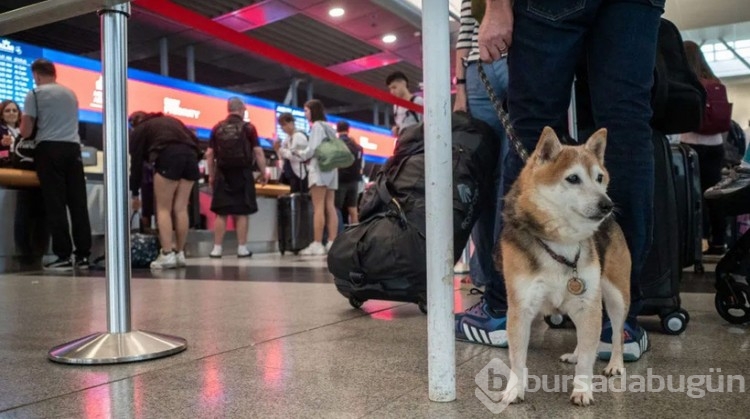 Türkiye sokak köpeklerini uyutmayı tartışırken "Bark Air" açıldı