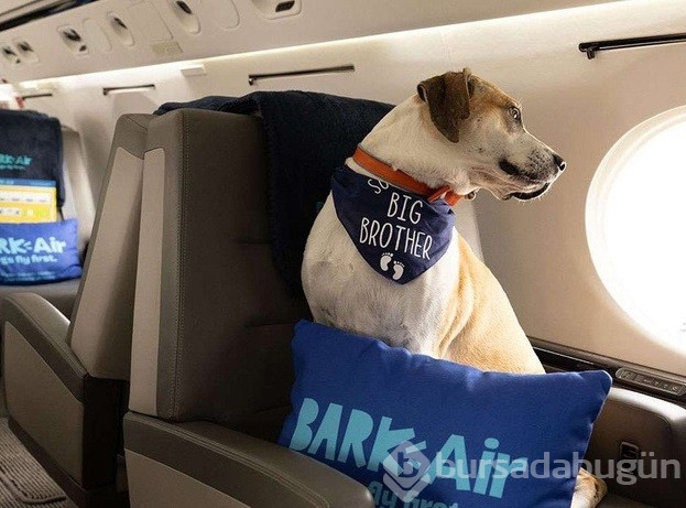 Türkiye sokak köpeklerini uyutmayı tartışırken "Bark Air" açıldı