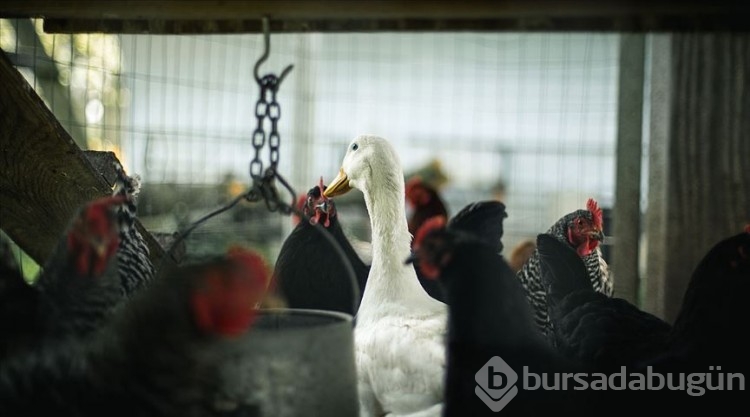 Ülkede salgın alarmı! Afet durumu ilan edildi
