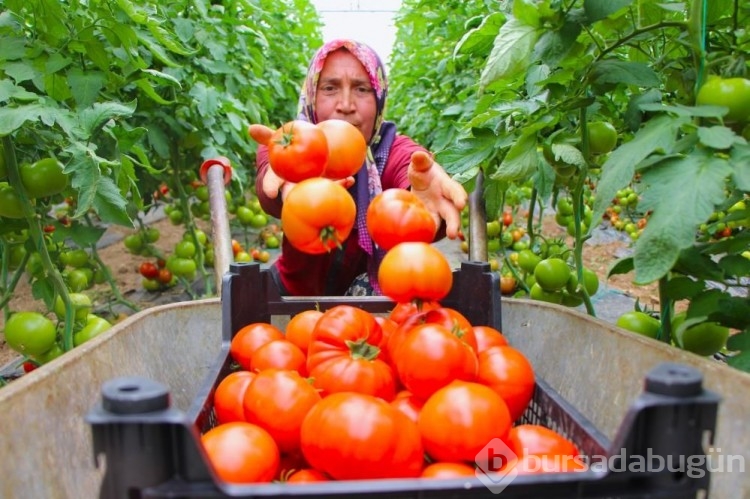 Domates hasadı başladı! Serada 20 TL'ye satılıyor
