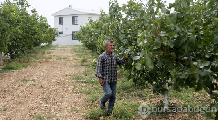 Antep fıstığı Antalya'da tuttu
