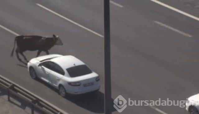 TEM Otoyolu'na giren inekler trafiği altüst etti