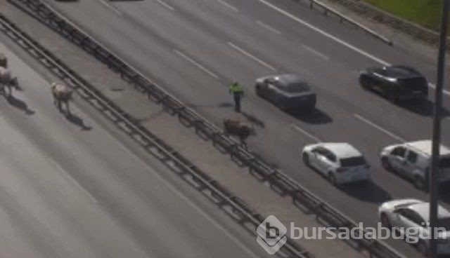 TEM Otoyolu'na giren inekler trafiği altüst etti