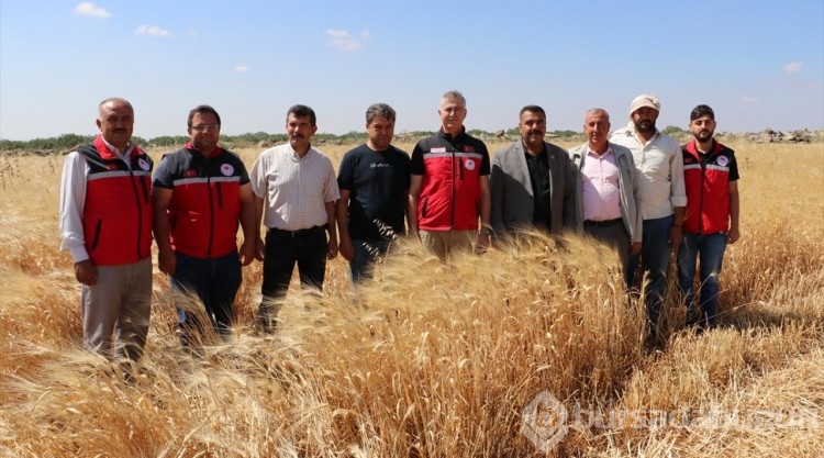 Kilis'te hububatta yüksek rekolte bekleniyor
