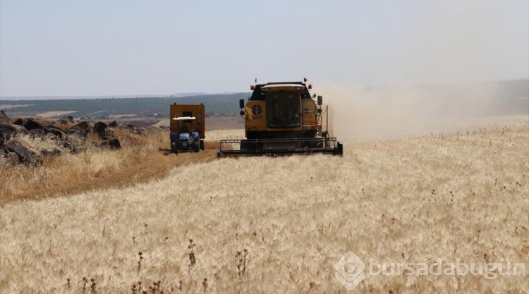 Kilis'te hububatta yüksek rekolte bekleniyor
