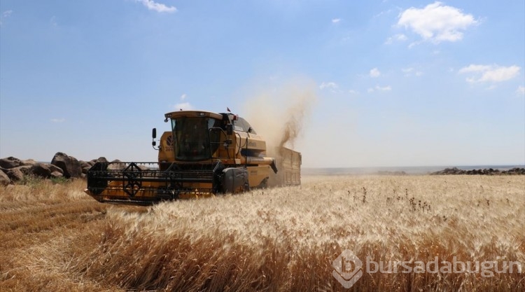 Kilis'te hububatta yüksek rekolte bekleniyor
