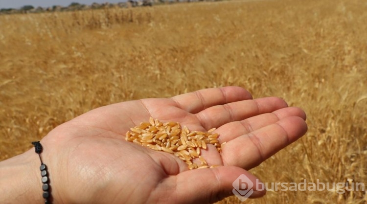 Kilis'te hububatta yüksek rekolte bekleniyor
