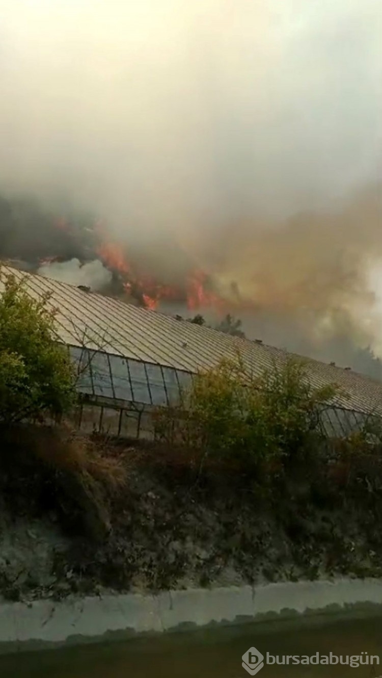 Bursa, Muğla ve Antalya'da orman yangını
