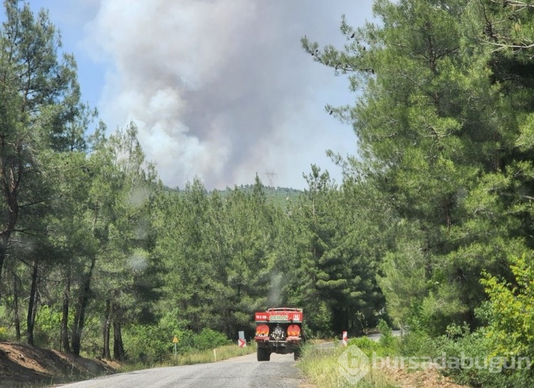 Bursa, Muğla ve Antalya'da orman yangını
