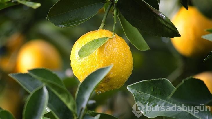 Sulu ve lezzetli: 4 aşamada en güzel limonu alın!