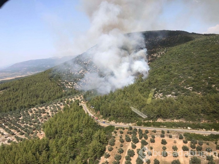 Milas'taki yangının çıkış nedeni sigara izmariti
