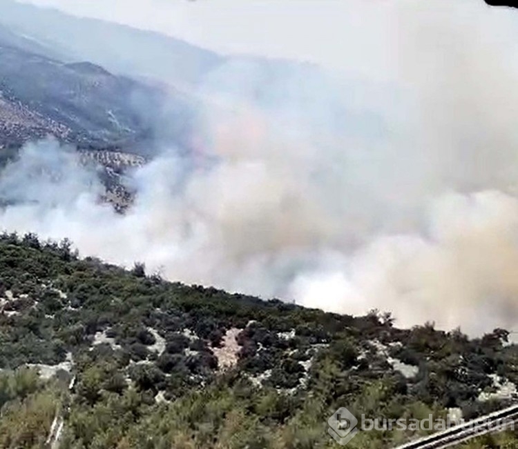 Milas'taki yangının çıkış nedeni sigara izmariti
