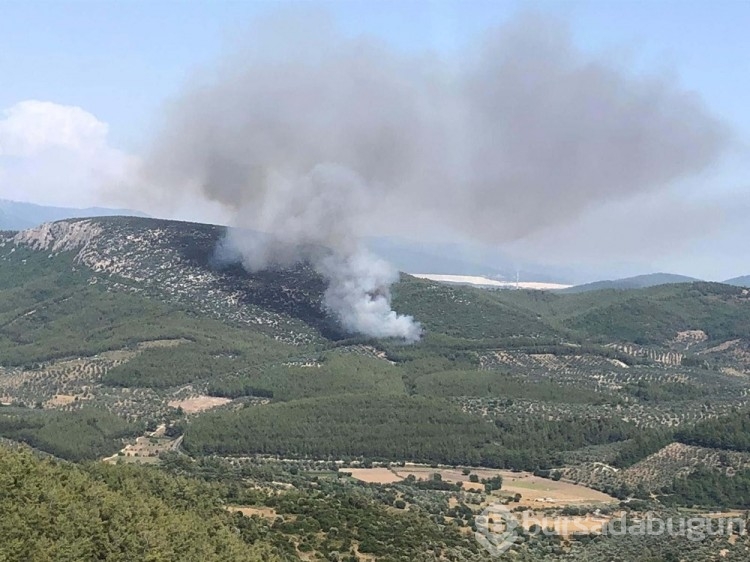 Milas'taki yangının çıkış nedeni sigara izmariti
