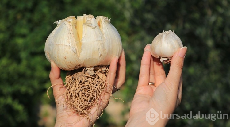 Arkadaşı Tayland'dan getirdi, Adana toprağını çok sevdi