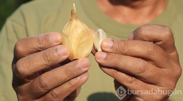 Arkadaşı Tayland'dan getirdi, Adana toprağını çok sevdi