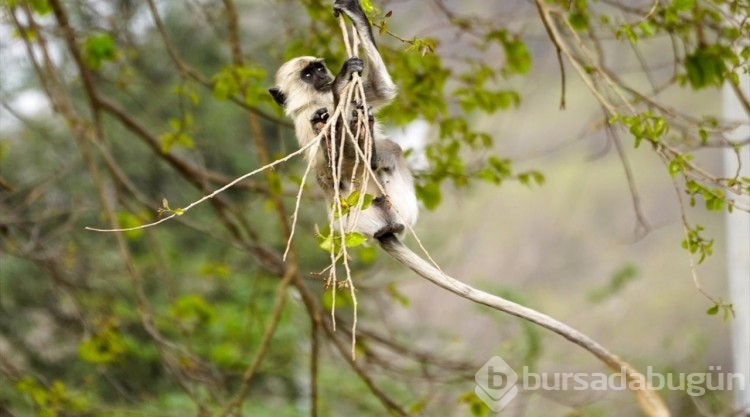 Hindistan'daki langur maymunları
