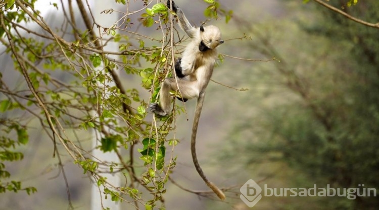 Hindistan'daki langur maymunları
