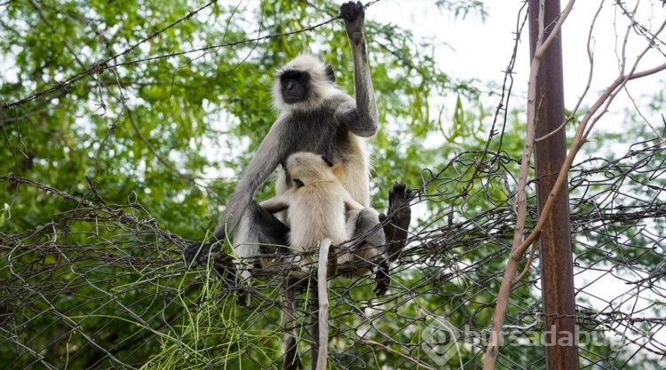 Hindistan'daki langur maymunları
