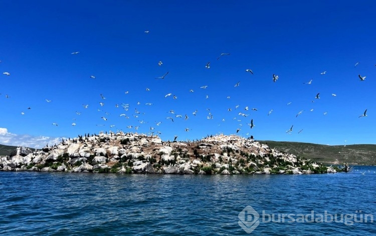 Çıldır Gölü, kuş cennetine döndü
